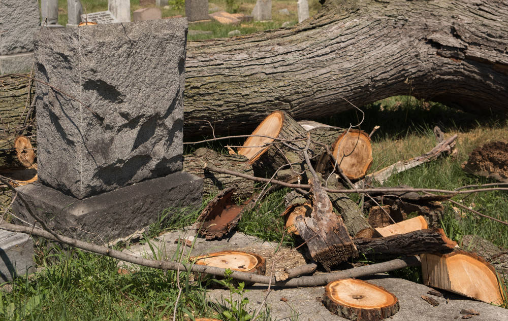 fallen tree in cemetery